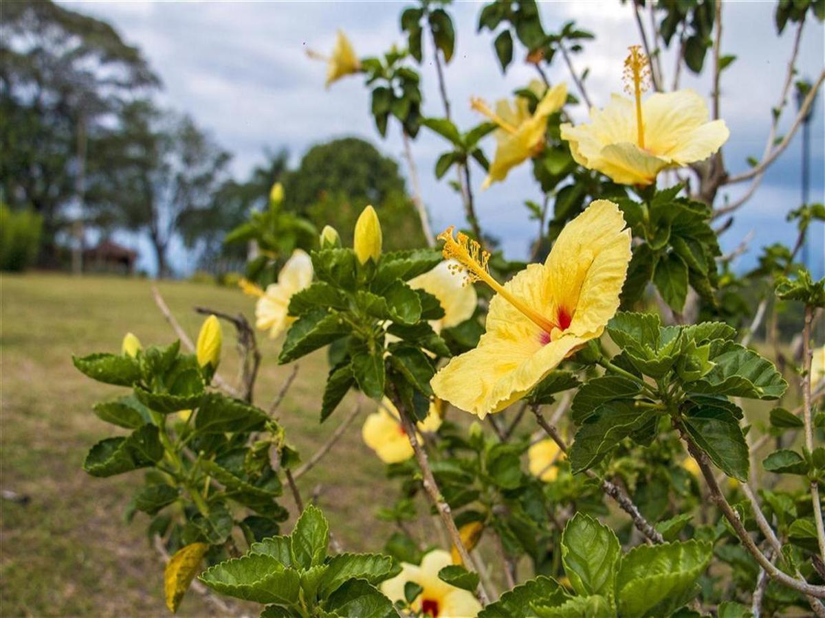 Hotel Arrayanes Del Quindio モンテネグロ エクステリア 写真